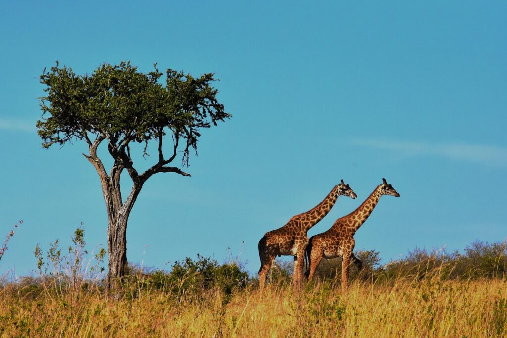 wildlife-1536582_1280